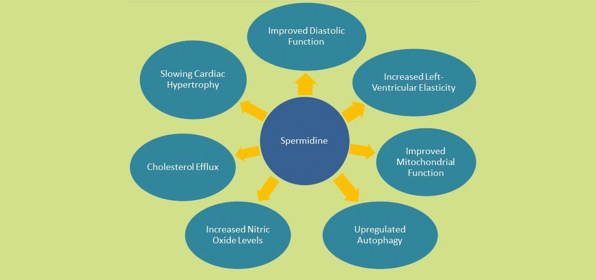 Spermidine Powder AAAAA.jpg